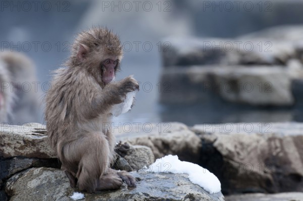 Japanese macaque or snow japanese monkey, baby, in onsen, playing with ice (Macaca fuscata), Japan