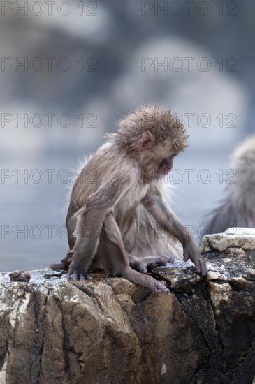 Japanese macaque or snow japanese monkey, baby, in onsen (Macaca fuscata), Japan Monkey-Japanese,