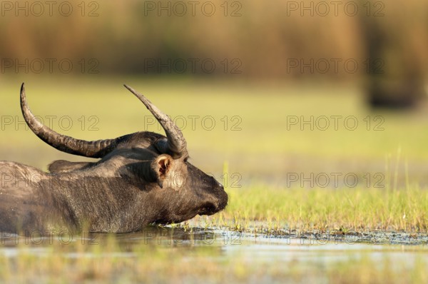 Buffalo-asiatic, Water buffalo, Bubalus bubalis (Buffle d'eau) Water Buffalo (Bubalus bubalis),