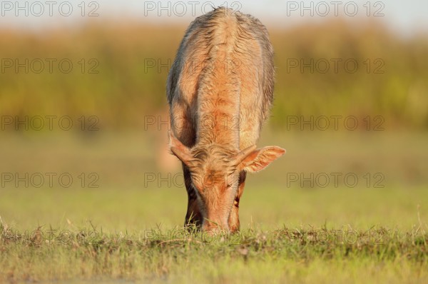 Buffalo-asiatic, Water buffalo, Bubalus bubalis (Buffle d'eau) Water Buffalo (Bubalus bubalis),