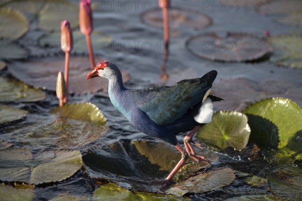Purple Swamphen in pink water lilies (Porphyrio porphyrio poliocephalus), Thailand / Talève sultane