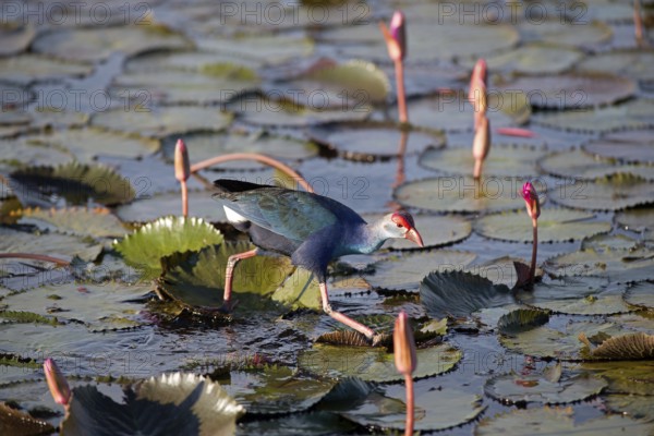 Purple Swamphen in pink water lilies (Porphyrio porphyrio poliocephalus), Thailand/ Talève sultane