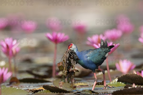 Purple Swamphen (Porphyrio porphyrio poliocephalus), with eating, Thailand // Talève sultane -