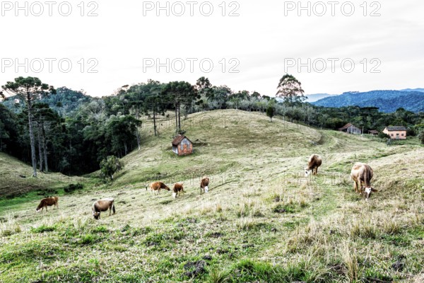 Rural landscape in Rancho Queimado. Rancho Queimado, Santa Catarina, Brazil