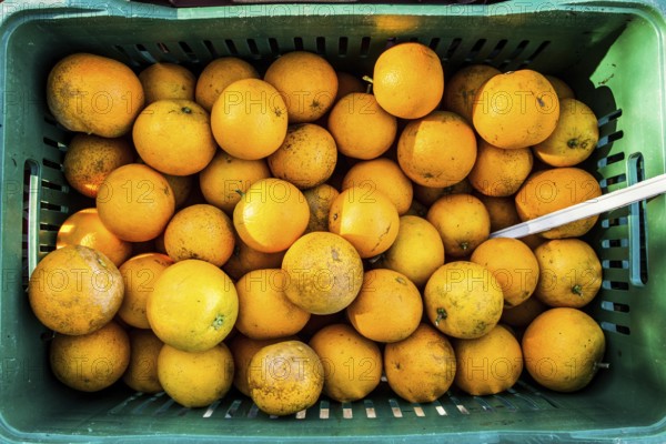 Street market for organic products at Lagoa da Conceicao neighborhood. It takes place at Bento