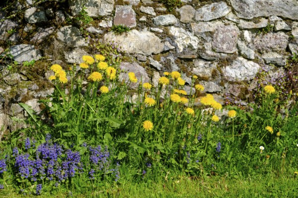 Dandelions on the cemetery wall, parish church of St. Johannes der Täufer, Weissbriach, Gitschtal,