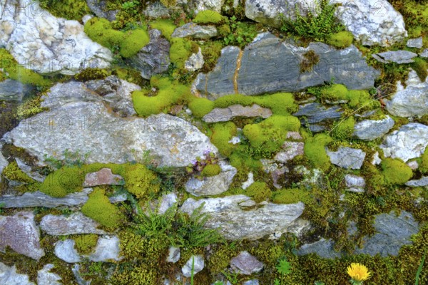 Moss-covered wall, cemetery wall, parish church of St. Johannes der Täufer, Weissbriach, Gitschtal,