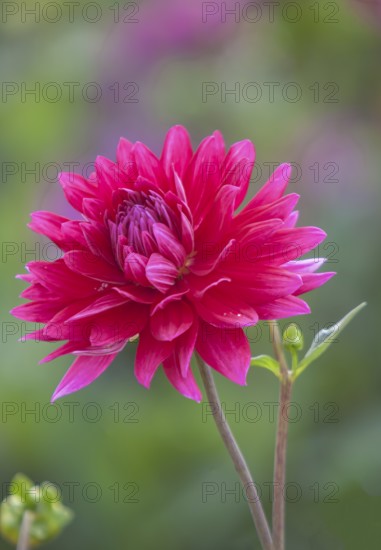 Red dahlia in full bloom against blurred green background, Palatinate, Rhineland-Palatinate,
