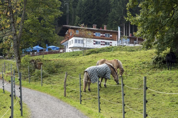 Horses in the pasture, behind Berggasthof Bergkristall, Oberstdorf, Oberallgäu, Allgäu, Bavaria,