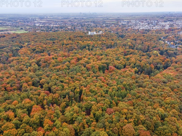 Behind the colorful autumn trees of the Bad Homburg City Forest, the skyscrapers of Frankfurt's