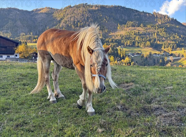 Horse walks across a pasture, behind it green and colorful mountain slopes, braid, haircut,