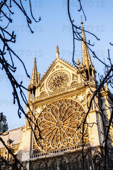Rose window on south facade of Notre Dame Cathedral (Cathedrale Notre Dame de Paris). Paris, France