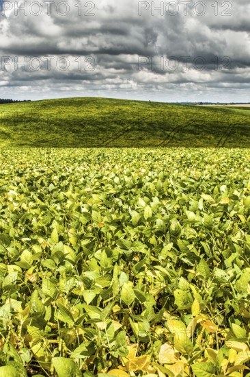 Plantação de soja no Assentamento da Fronteira. Dionísio Cerqueira, Santa Catarina, Brasil. /