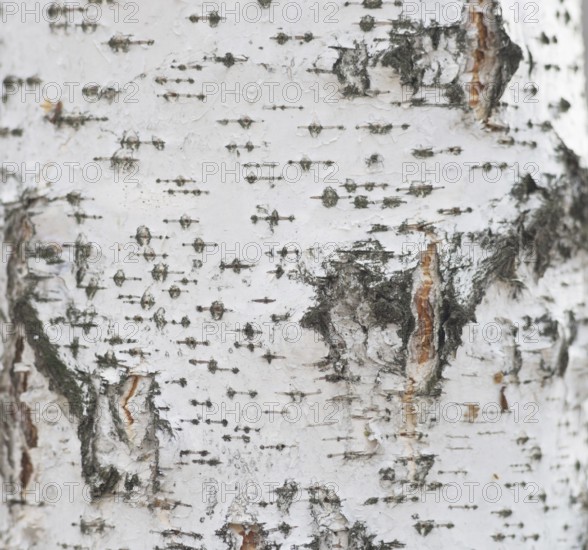 Birch bark background