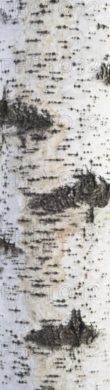Dirty birch bark texture