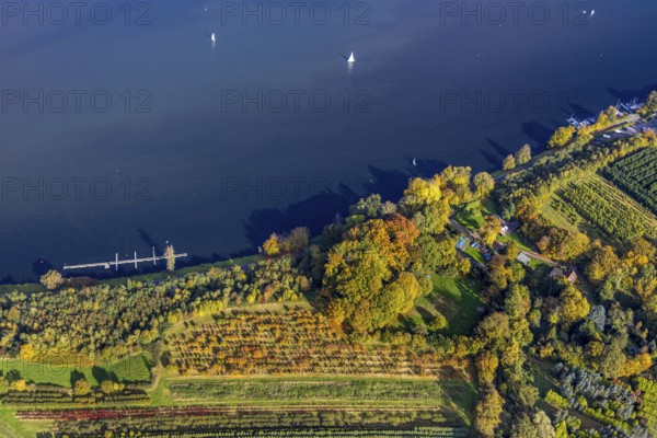 Aerial view, Segel Club Lake Baldeney e. V., autumnal trees on the shores of Lake Baldeney with