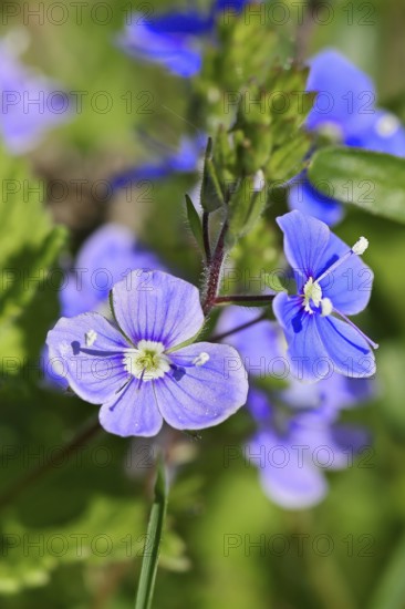 Gamander Speedwell (Veronica chamaedrys), loyal to men, blossoms in a deciduous forest, blue