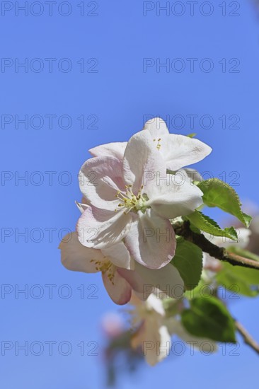 Apple blossoms (Malus), white open flower with blue sky in the background, close-up, Wilnsdorf,