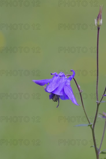 Common columbine (Aquilegia vulgaris), blue flower at the edge of the forest, Wilnsdorf, North