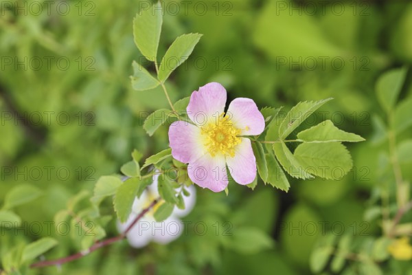 Dog Rose (Rosa canina), Dog Rose, Wild Rose, Rose Hip, Blossom, Wilnsdorf, North Rhine-Westphalia,