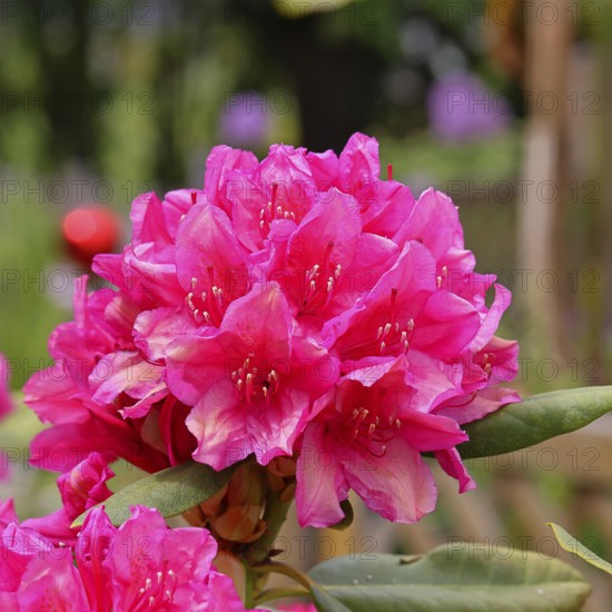 Rhododendron flowers (Rhododendron Homer), red flowers, in a garden, Wilndorf,