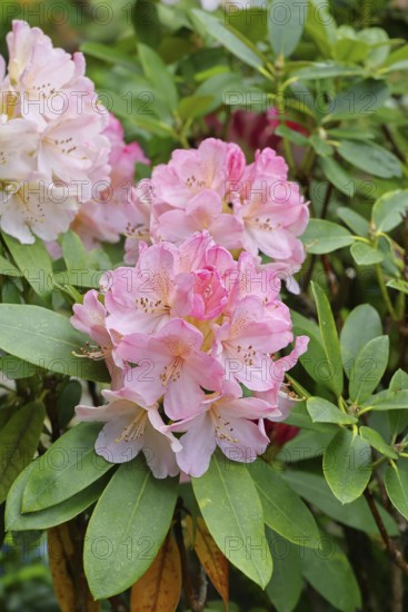 Rhododendron flowers (Rhododendron Homer), salmon-colored flowers, in a garden, Wilndorf, North