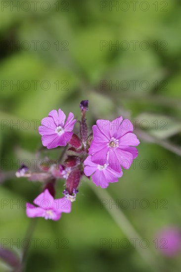 Red carnation (Silene dioica), close-up of a flower in a meadow, Wilnsdorf, North Rhine-Westphalia,