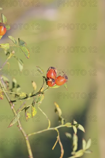 Ripe rose hip fruit of the dog rose (Rosa canina) on a branch, close-up, Wilnsdorf, North
