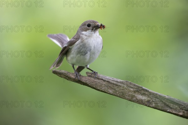 Graycatcher (Muscicapa striata), female, feeding, North Rhine-Westphalia, Germany