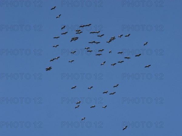 Crane (Grus grus) in flight, autumnal crane migration, migrating cranes, Bielefeld, North