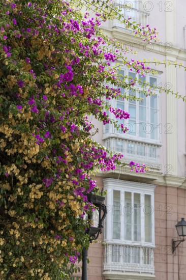 Street scene of a city, historic and Mediterranean. Nice old facades with a beautiful bougainvillea