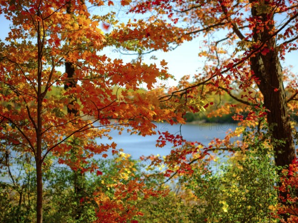 A picturesque autumn scene with vibrant orange leaves and a lake in the background in London,