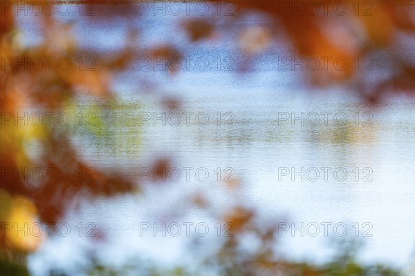 Blurred orange leaves frame a view of a tranquil lake on a sunny autumn day in London, Ontario,