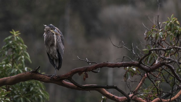 Serene scene of a heron (Ardea cinerea) sitting quietly on a branch amidst forest backdrop in