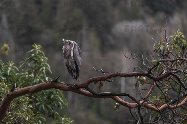 A heron (Ardea cinerea) perches on a branch surrounded by dense forest, embodying tranquility in