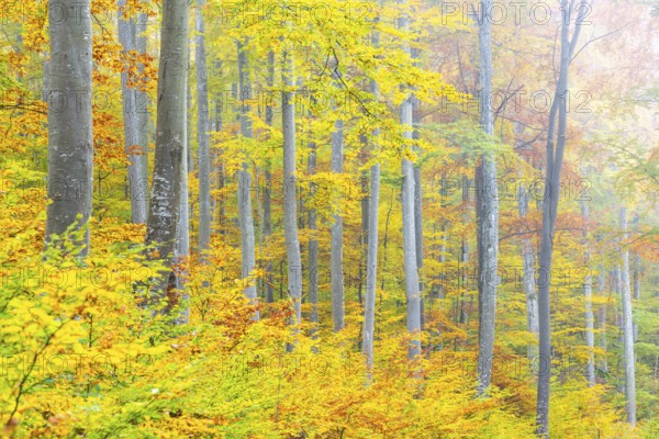 Beech forest (Fagus) in autumn colors, beech plants (Fagaceae), autumn, Leibertingen, Upper Danube