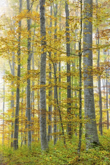 Beech forest (Fagus) in autumn colors, beech plants (Fagaceae), fog, autumn, Leibertingen, Upper
