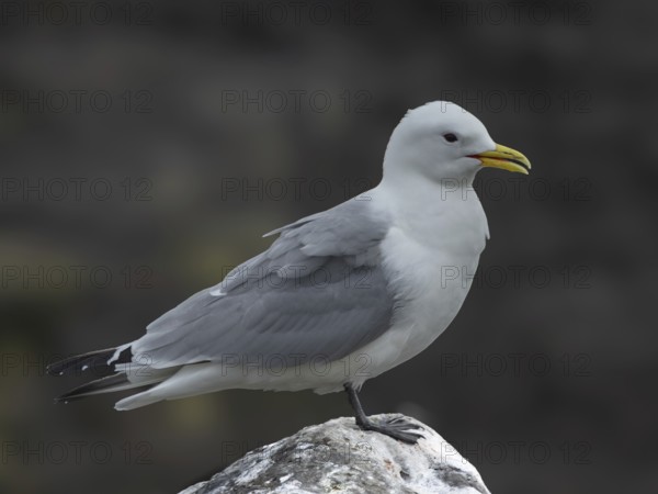 Black-legged Kittiwake (Rissa tridactyla) stands on a rock against a dark background, Grimsey