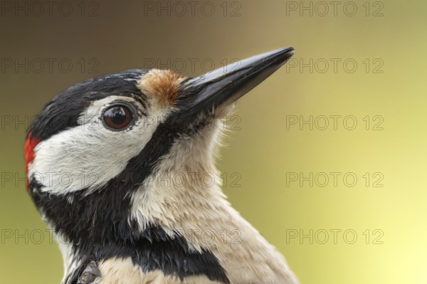 Great spotted woodpecker (Dendrocopos major) portrait photo of the head, floodplain forest, Upper