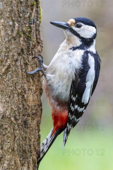 Great spotted woodpecker (Dendrocopos major) sitting on a tree trunk, floodplain forest, Upper