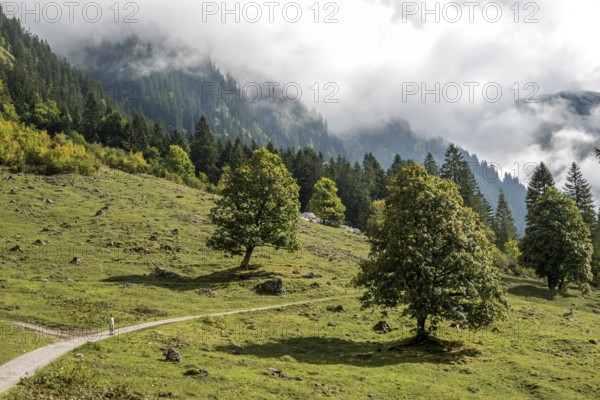 Hiking trail in the Dietersbachtal from Gerstruben to Alpe Dietersbach, Nebelschwanden hang in the