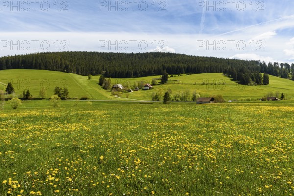 Hilly landscape with spring meadow and farms in Jostal, Titisee-Neustadt, Black Forest,