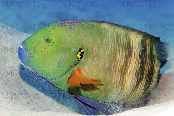 Red-breasted wrapfish (Cheilinus fasciatus), lying on sandy ground, Red Sea, Marsa Alam, Egypt