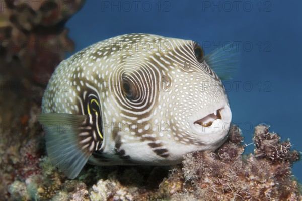 Portrait of white-spotted pufferfish (Arothron hispidus) resting on coral, Red Sea, Marsa Alam,