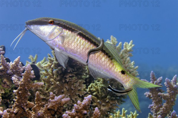 Longbartel red mullet (Parupeneus macronemus) with common cleaning fish (Labroides dimidiatus),