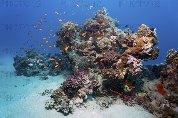 Small coral reef with various corals, shoal of fish, swarm of jeweled sea bass (Pseudanthias
