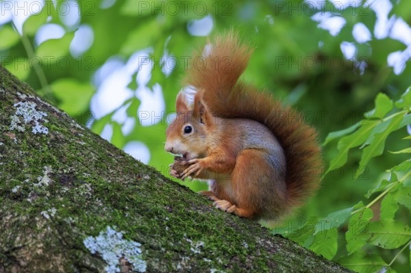 A red squirrel sits on a slanting, mossy branch and nibbles on a nut in front of soft, green leaf