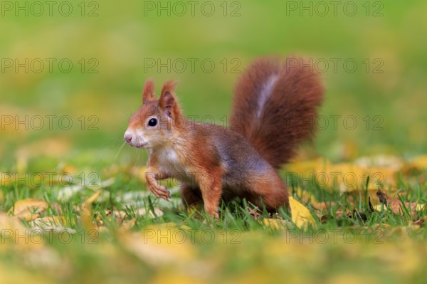 Curious squirrel in colorful autumn grass, squirrel (Sciurus vulgaris), wildlife, Germany