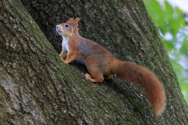 Squirrel climbing up a rough tree trunk, squirrel (Sciurus vulgaris), wildlife, Germany