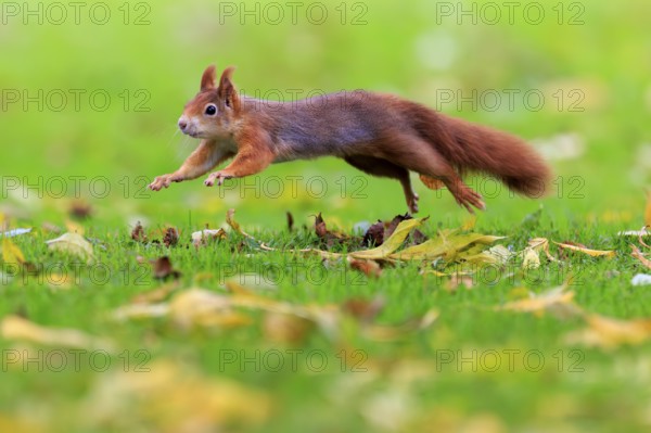 Squirrel jumping just above grass, squirrel (Sciurus vulgaris), wildlife, Germany